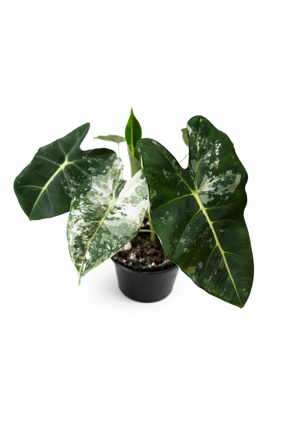 Varigated Alocasia Frydek