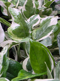 Pothos 'Pearls and Jade'