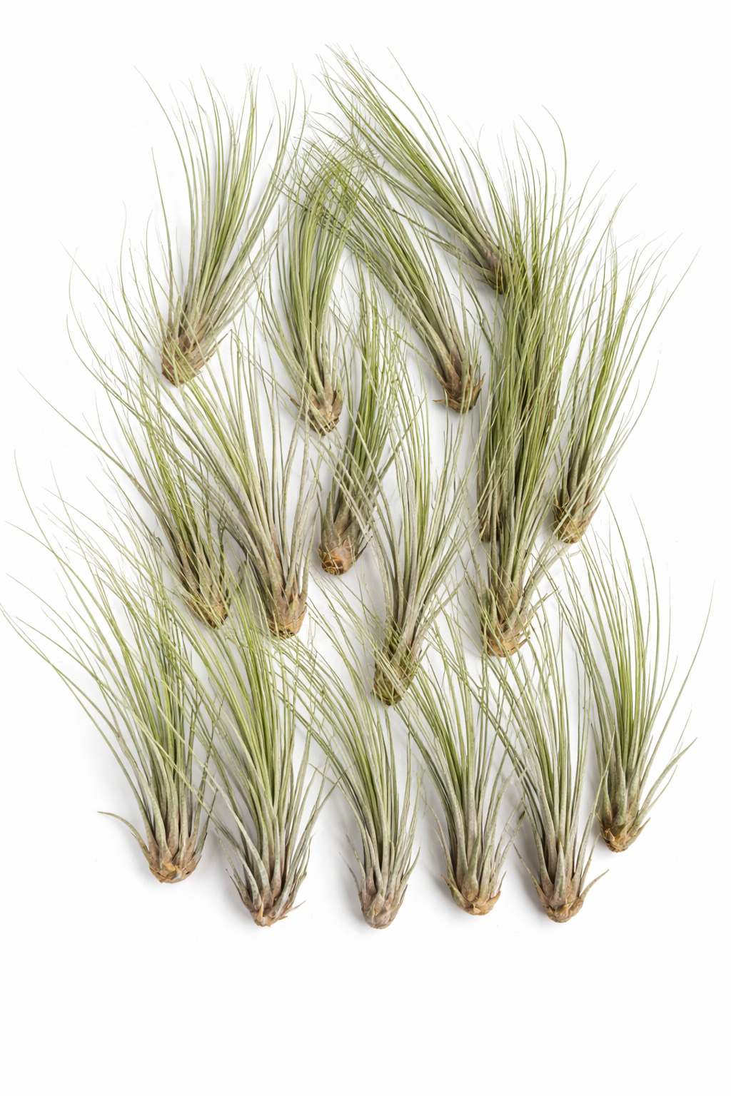 Tillandsia Juncifolia Air Plant