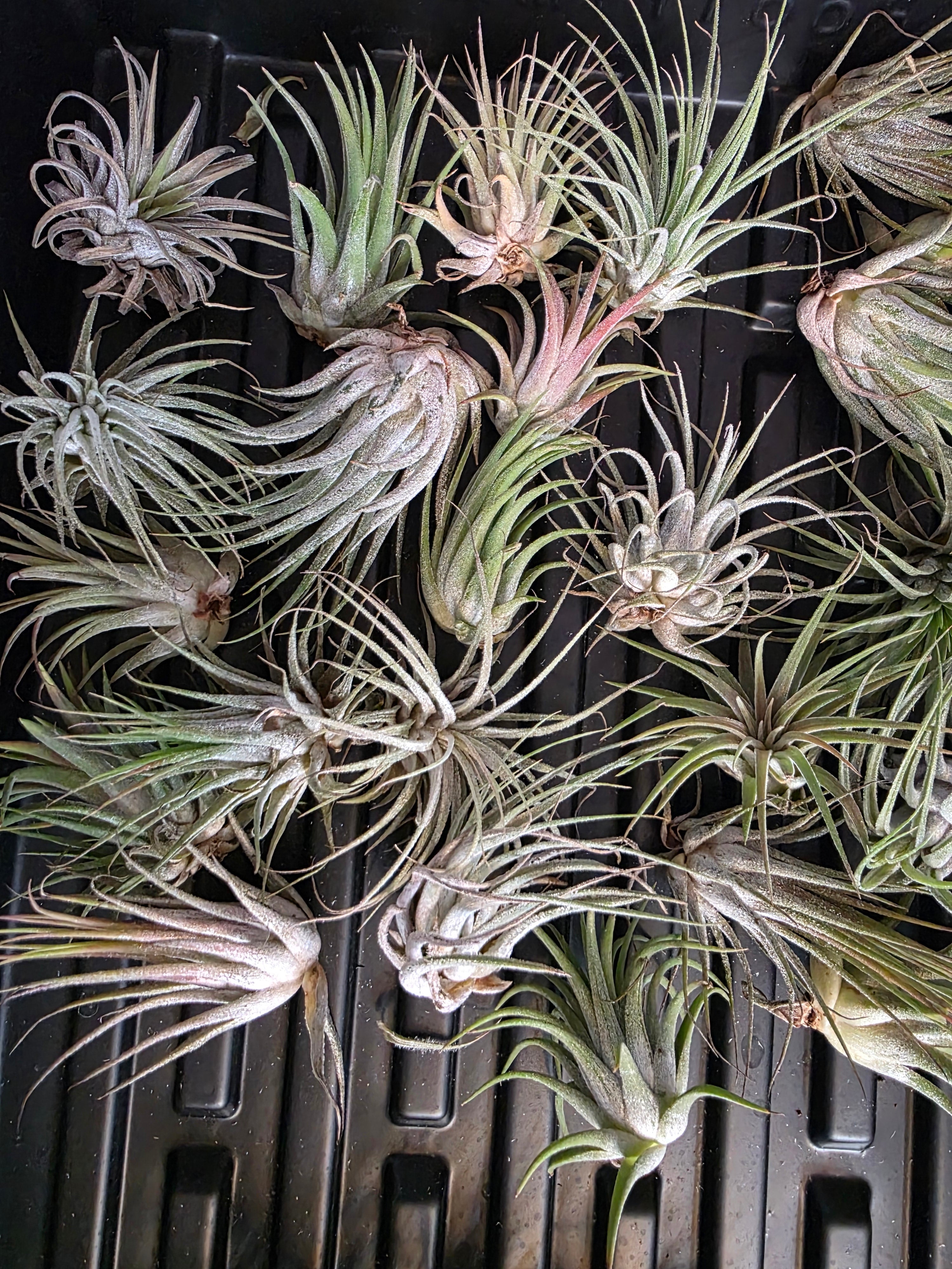 Assorted Tillandsia Ionatha Air Plants