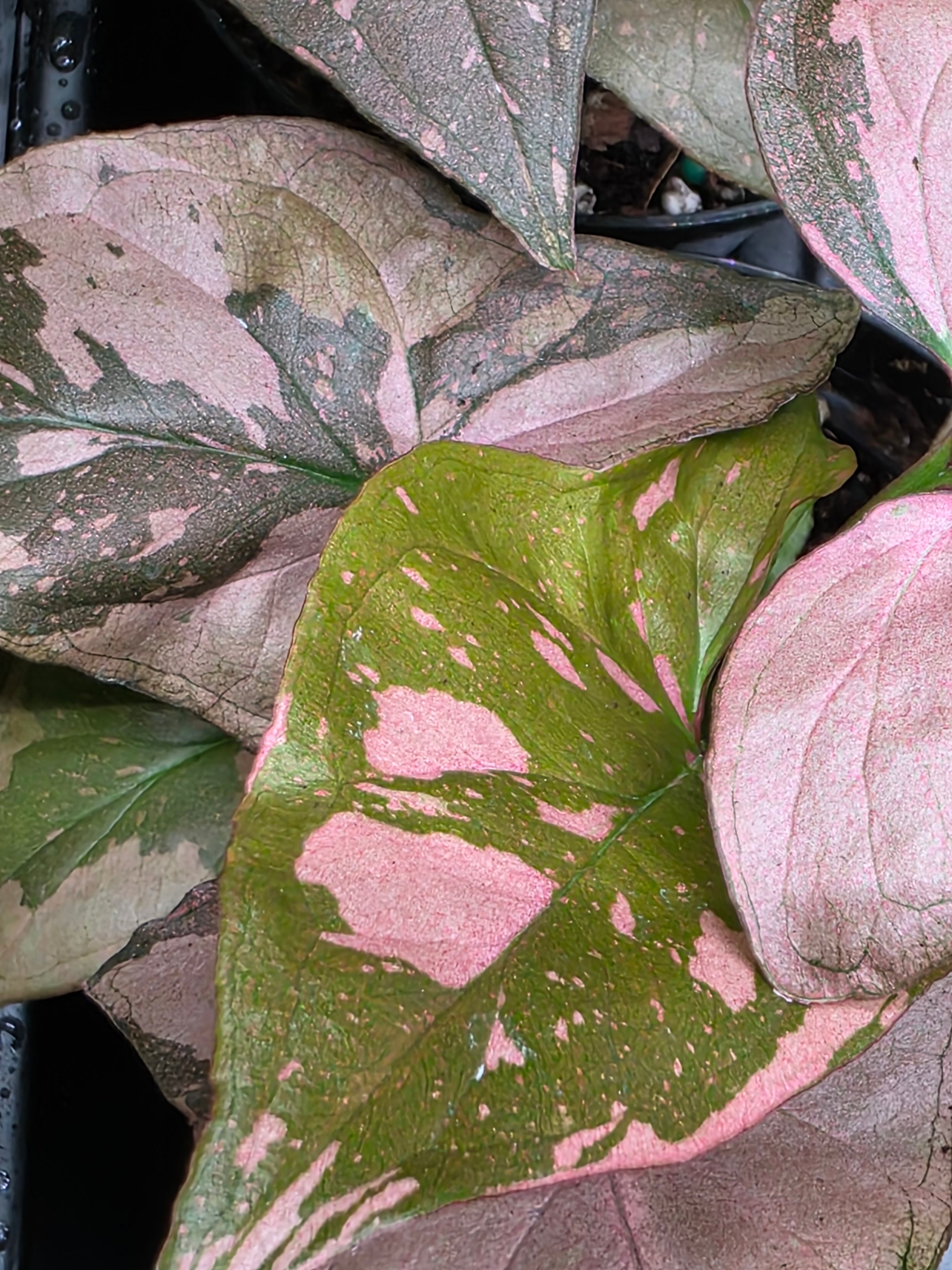 Syngonium Pink Splash