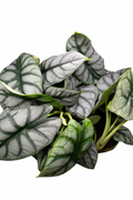 Alocasia 'Silver Dragon'