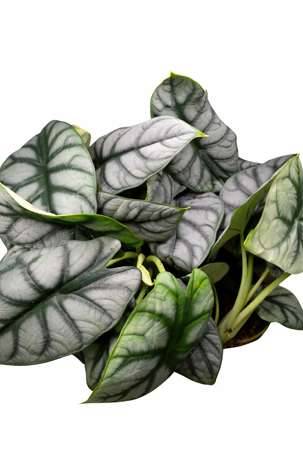 Alocasia 'Silver Dragon'