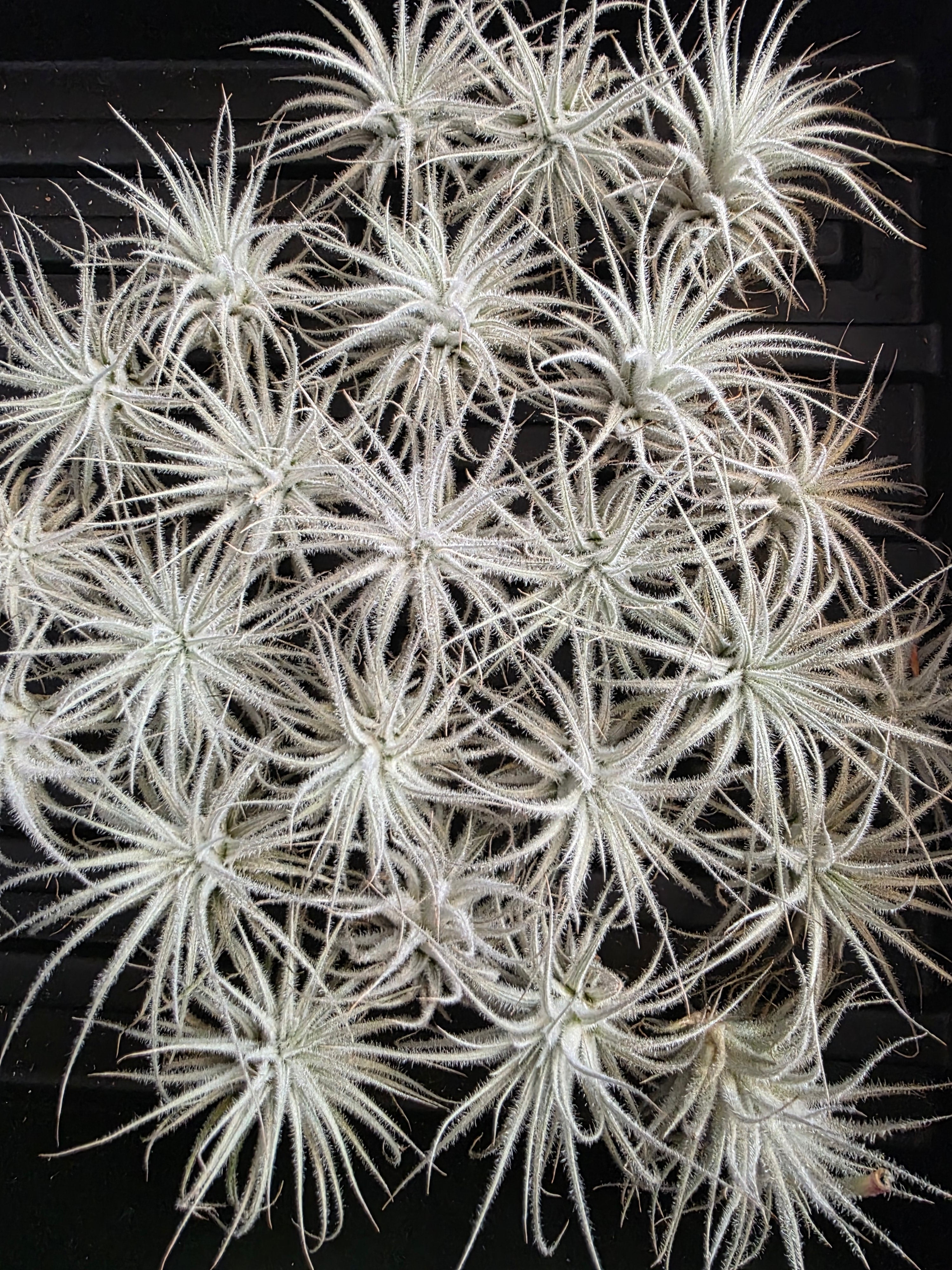 Tillandsia Tectorum Air Plant (Small)